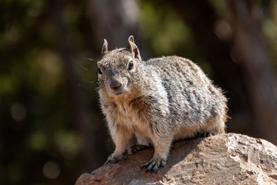 Squirrel looking in camera