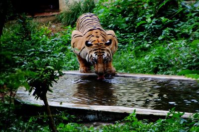 Tiger drinking water