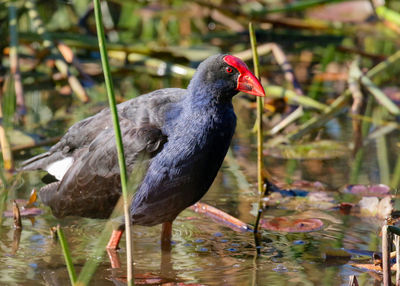 Close-up of bird