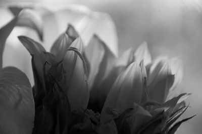 Close-up of white rose flower