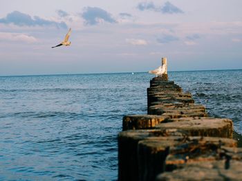 Seagull flying over sea against sky