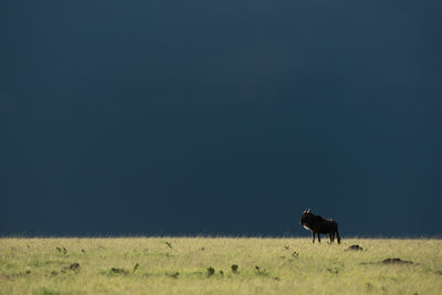 Blue wildebeest stands on horizon beneath stormclouds