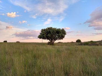 Tree on field against sky during sunset