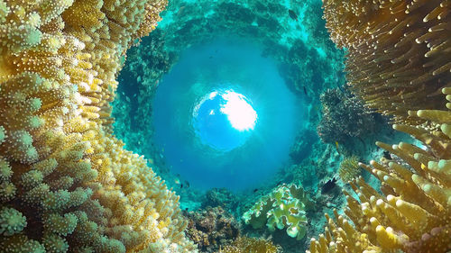 View of coral swimming in sea
