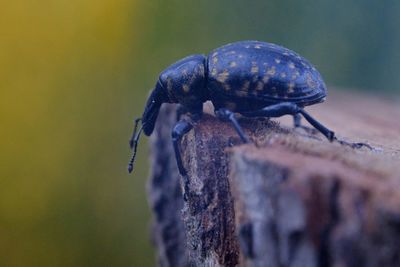 Close-up of insect on wood