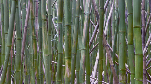 Full frame shot of bamboo plants