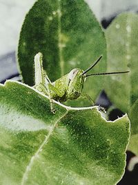 Close-up of grasshopper on flower