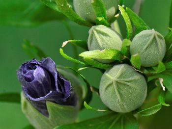 Close-up of purple flowering plant