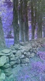 Low section of trees against stone wall