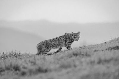 Bobcat walking on grassy hill with foggy with foggy northern california landscape in the background.