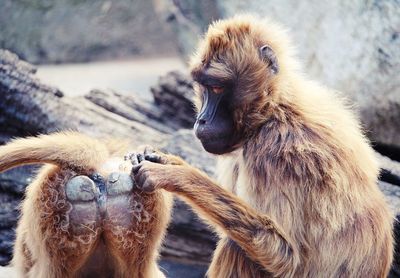 Close-up of monkey