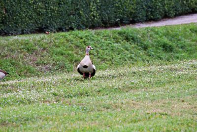 View of a bird on field