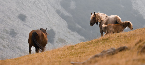 Horses in a field
