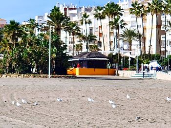 View of seagulls and palm trees