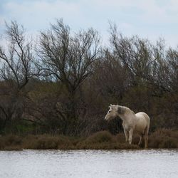Sheep in a lake