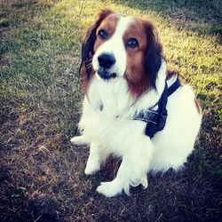 Portrait of dog standing on field