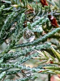 Full frame shot of plants