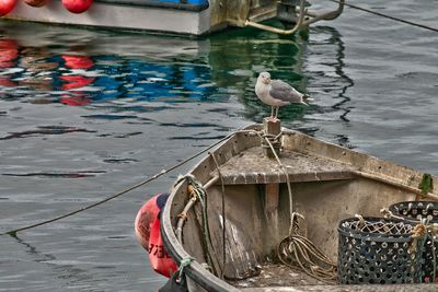 Birds in water