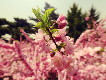 Close-up of pink flowers on tree