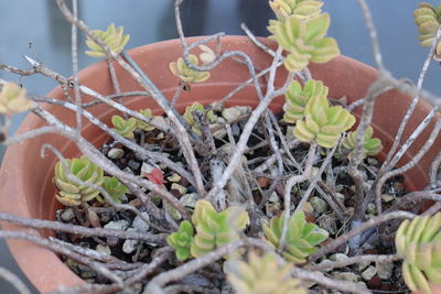 Close-up of potted plant