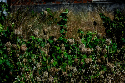 Close-up of mushrooms growing on field