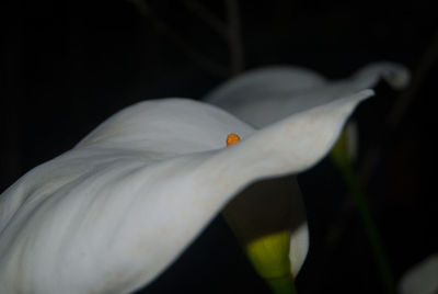 Close-up of white flower blooming outdoors