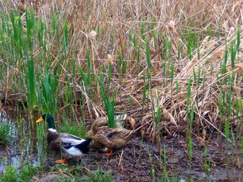 Birds in lake