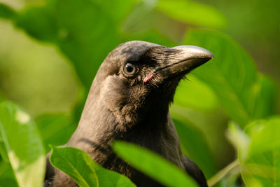 Close-up of a bird