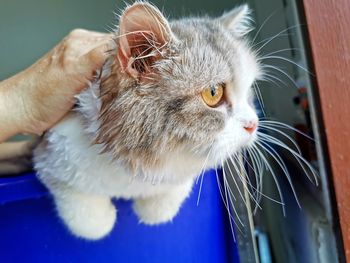 Close-up of cat looking away