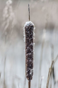 Close-up of frozen ice