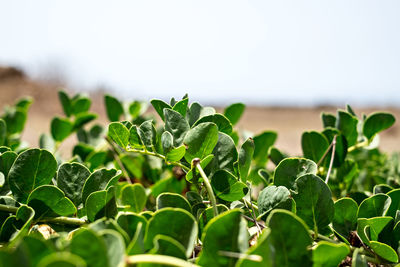 Close-up of fresh green plant of caper in field against sky