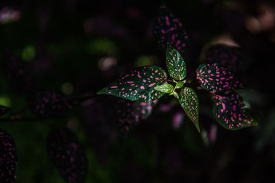 Close-up of flowering plant