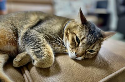 Close-up of a cat resting