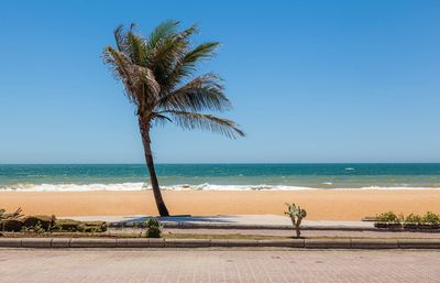 Palm tree by sea against clear sky