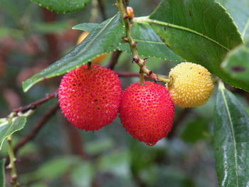 Close-up of berries growing on tree