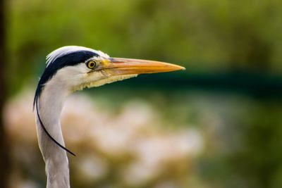 Close-up of gray heron