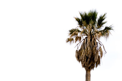 Low angle view of palm tree against clear sky