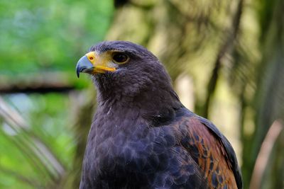 Close-up of bird