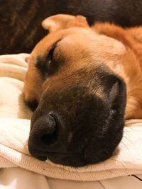 Close-up of dog lying down