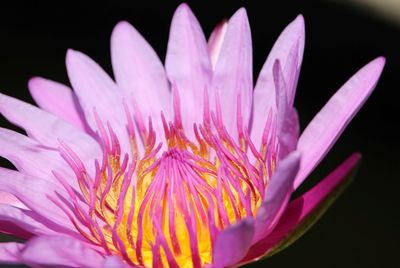 Close-up of pink flower