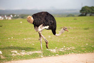 View of a bird on field