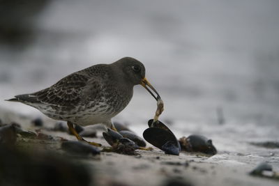 Close-up of a bird on beach