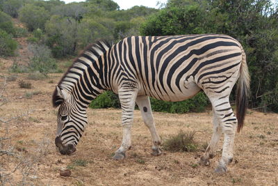 Zebras in a zebra