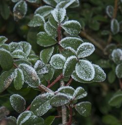 Close-up of plant