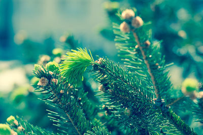 Close up of plant