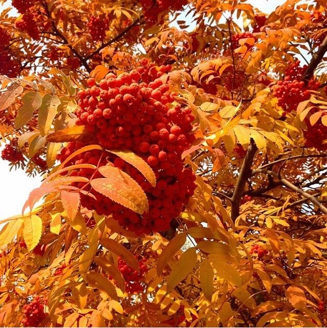 fruit, food and drink, tree, food, leaf, healthy eating, low angle view, branch, freshness, growth, autumn, red, berry fruit, nature, ripe, close-up, hanging, sunlight, day, outdoors