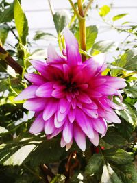 Close-up of pink flowering plant