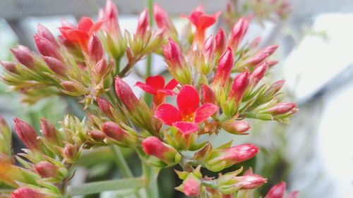 Close-up of red flowers