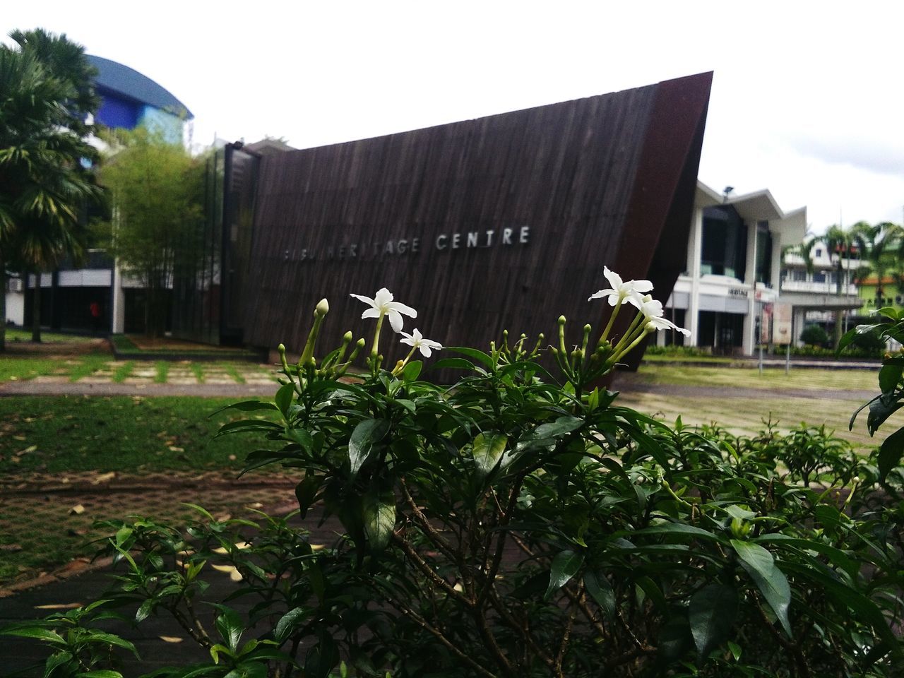 growth, built structure, plant, architecture, building exterior, leaf, flower, in front of, nature, outdoors, lawn, growing, freshness, backyard, day, green color, sky, in bloom, pink color, no people, fragility, tranquility, outside, botany