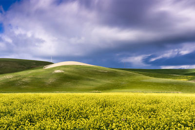 Scenic view of yellow flower field against sky